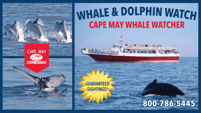 Jersey Shore Whale Watcher